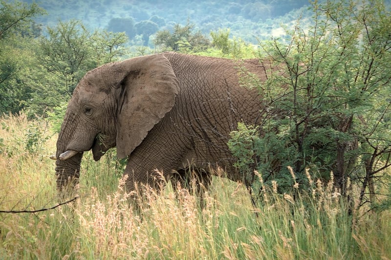 Safari in Serengeti